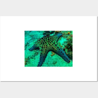 Chocolate Chip Sea Star Posters and Art